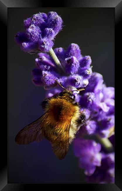 Bee on Lavender Framed Print by Darren Burroughs
