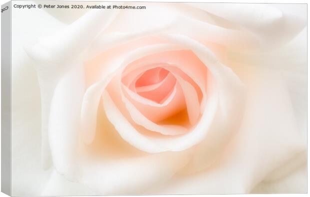 Just one rose. Canvas Print by Peter Jones