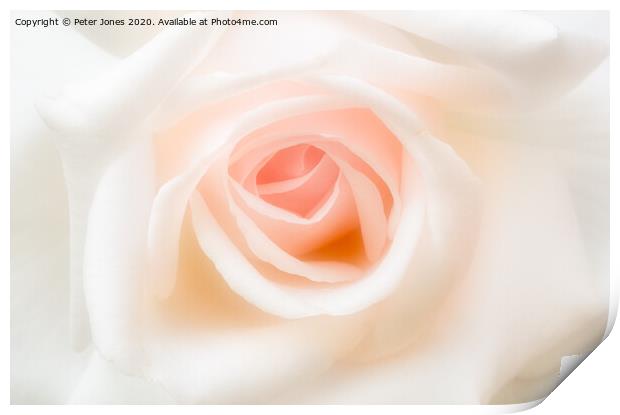 Just one rose. Print by Peter Jones