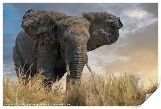 African elephant approaching the Chobe river, Nami Print by Andy Dow