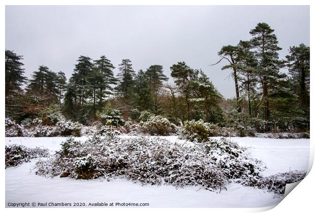 Winter In The New Forest Print by Paul Chambers