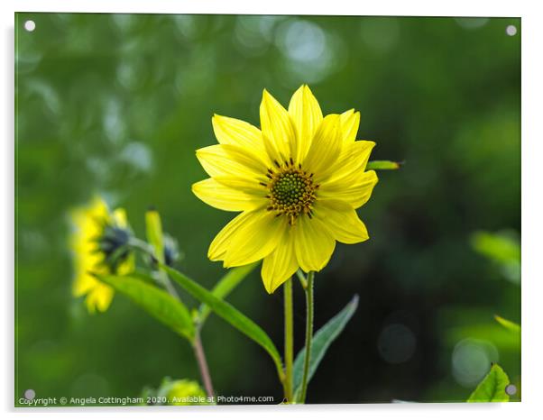 Narrow-Leaved Sunflower Acrylic by Angela Cottingham