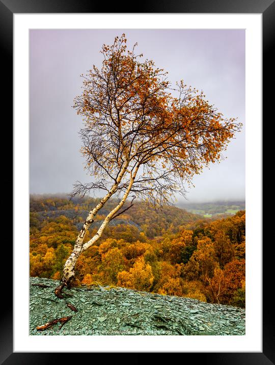 Heart tree Lake District Framed Mounted Print by Northern Wild