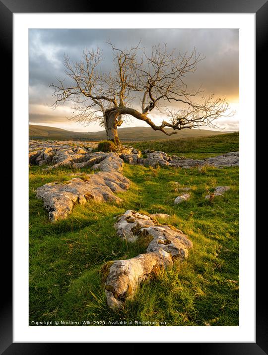 Lone tree limestone pavement Framed Mounted Print by Northern Wild
