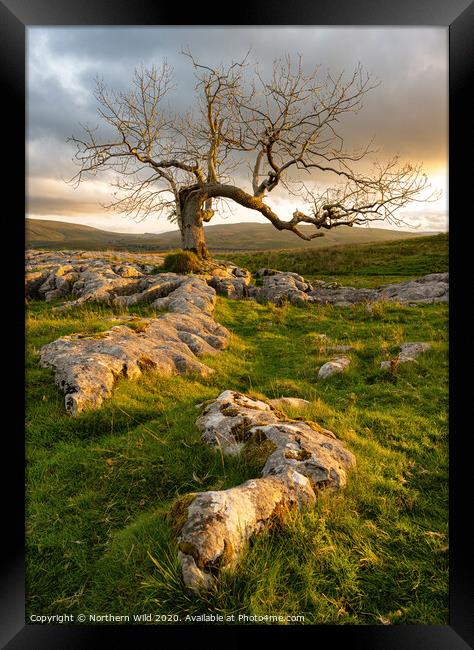 Lone tree limestone pavement Framed Print by Northern Wild