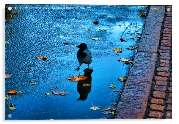 Little Crow on Rainy Morning Acrylic by Taina Sohlman