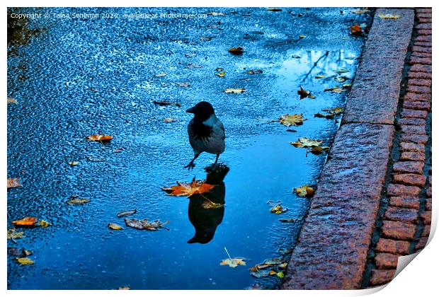 Little Crow on Rainy Morning Print by Taina Sohlman