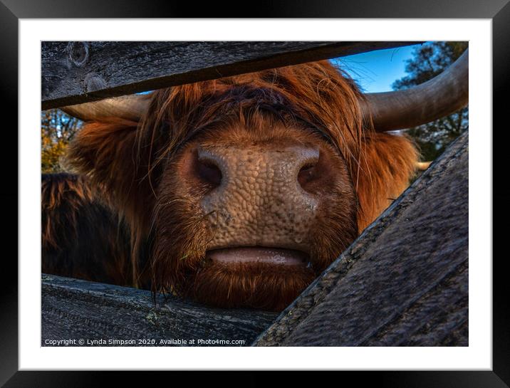 Here's Looking At You Framed Mounted Print by Lynda Simpson