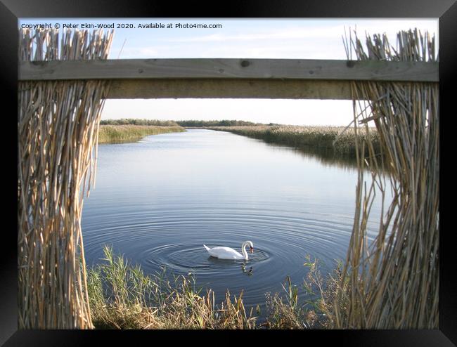 Swan in wetlands Framed Print by Peter Ekin-Wood