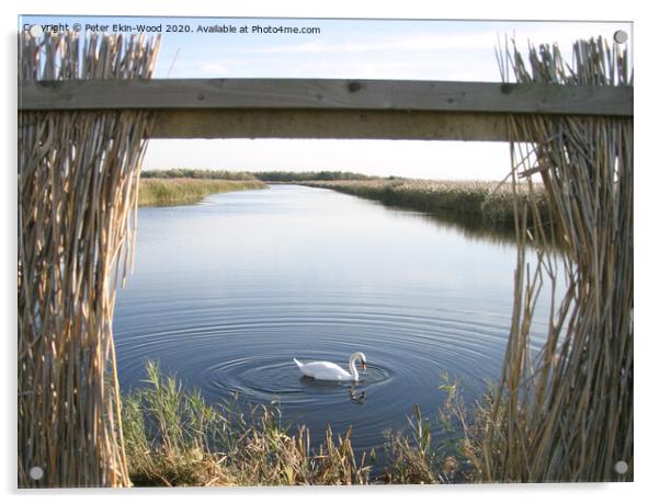 Swan in wetlands Acrylic by Peter Ekin-Wood