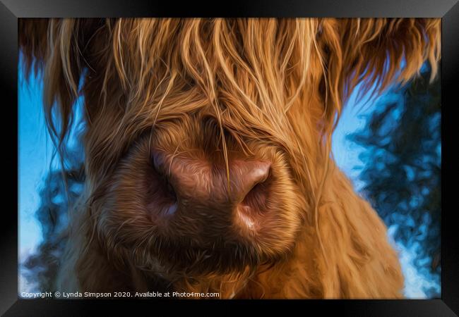 Nosey Highland Cow Framed Print by Lynda Simpson