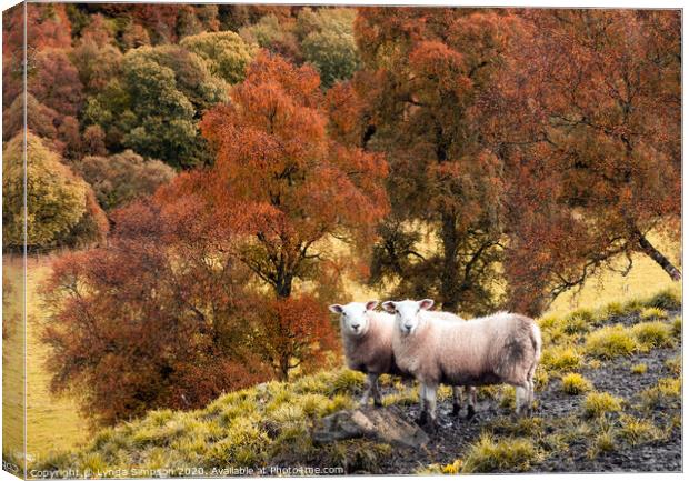 A group of sheep standing on top of a lush green field with Autumn colours Canvas Print by Lynda Simpson