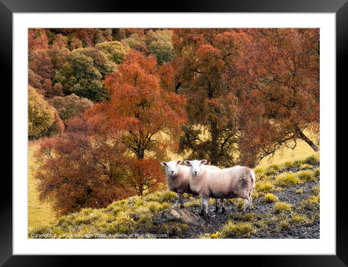 A group of sheep standing on top of a lush green field with Autumn colours Framed Mounted Print by Lynda Simpson