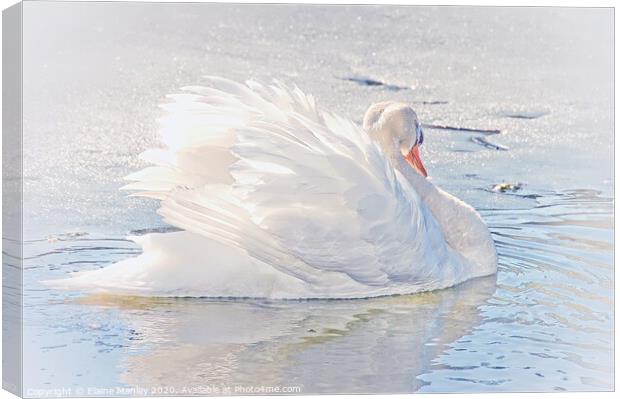 White Swan on Ice Canvas Print by Elaine Manley