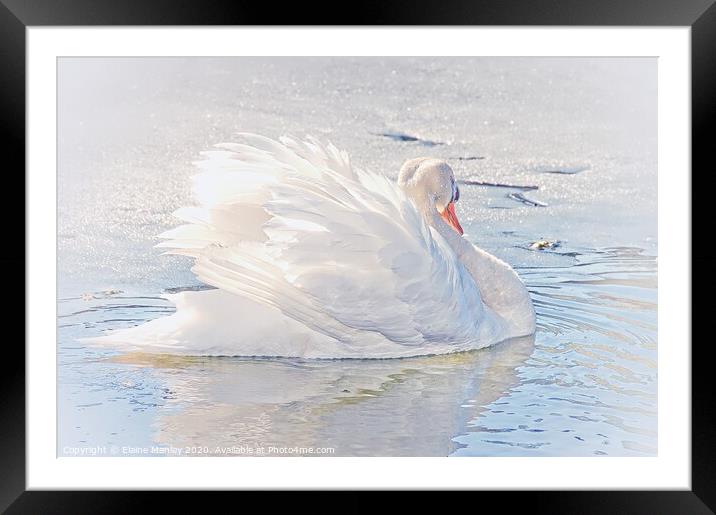 White Swan on Ice Framed Mounted Print by Elaine Manley