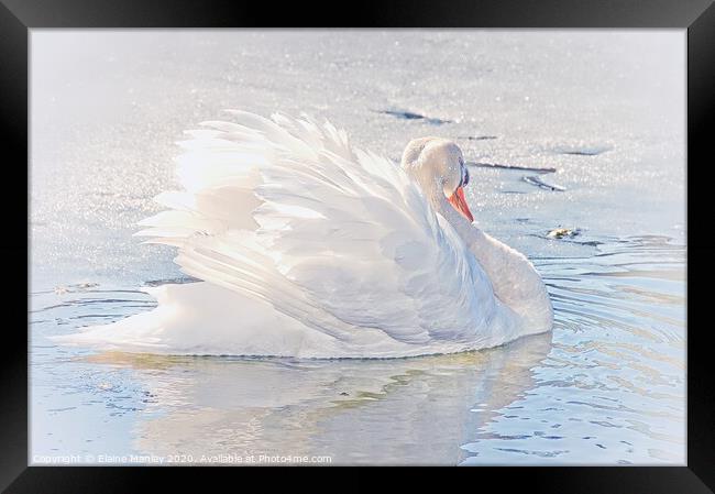 White Swan on Ice Framed Print by Elaine Manley
