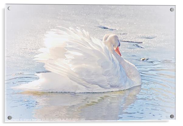 White Swan on Ice Acrylic by Elaine Manley