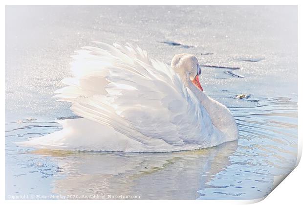 White Swan on Ice Print by Elaine Manley