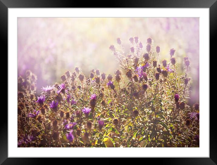 Hazy Willdflower Field Framed Mounted Print by Elaine Manley