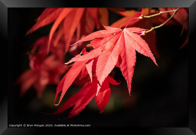 Red maple leaf in the Autumn Framed Print by Bryn Morgan