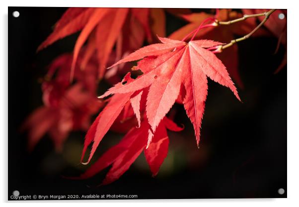 Red maple leaf in the Autumn Acrylic by Bryn Morgan