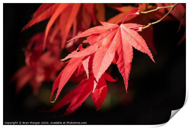 Red maple leaf in the Autumn Print by Bryn Morgan