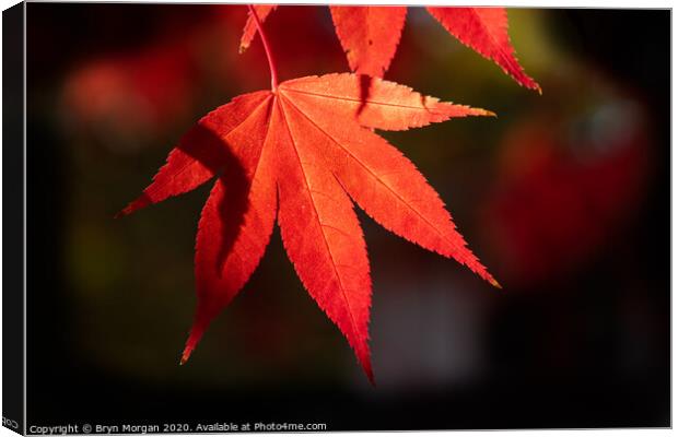 Red maple leaf in the Autumn Canvas Print by Bryn Morgan