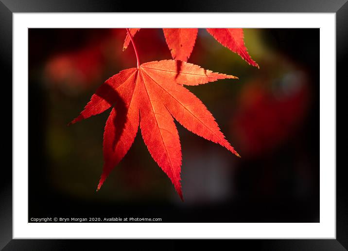 Red maple leaf in the Autumn Framed Mounted Print by Bryn Morgan