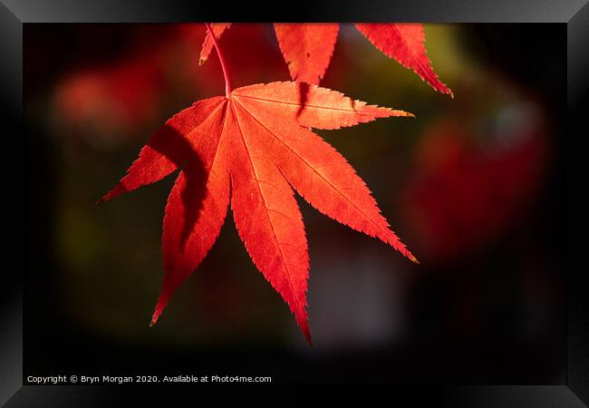Red maple leaf in the Autumn Framed Print by Bryn Morgan