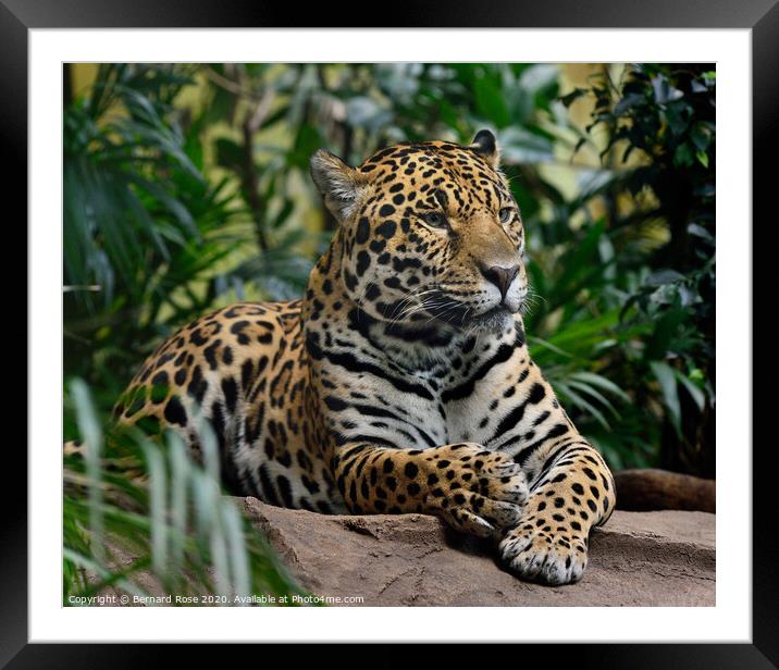 Jaguar Big Cat Framed Mounted Print by Bernard Rose Photography