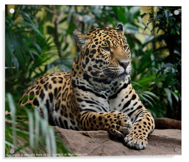 Jaguar Big Cat Acrylic by Bernard Rose Photography