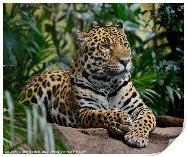 Jaguar Big Cat Print by Bernard Rose Photography