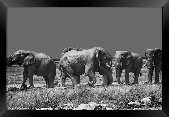 Namibian Elephants Framed Print by Milton Cogheil