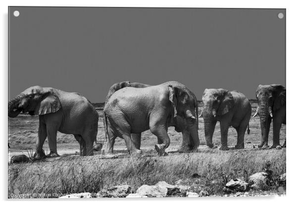 Namibian Elephants Acrylic by Milton Cogheil