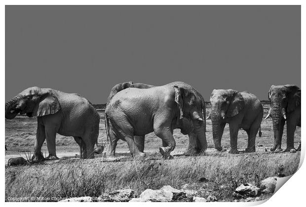 Namibian Elephants Print by Milton Cogheil