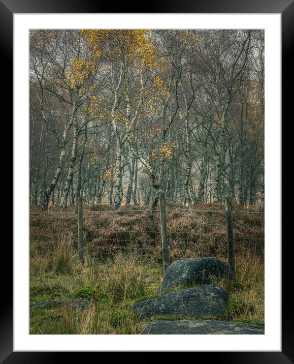 Gardom's Copse Framed Mounted Print by Paul Andrews