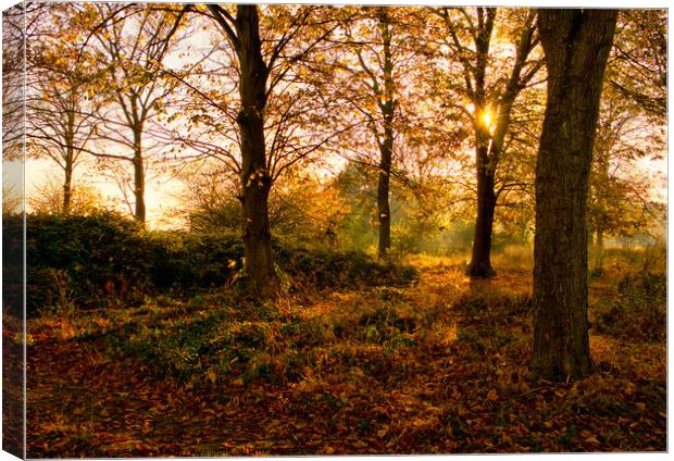 Autumns Golden Glow Canvas Print by Peter Bolton