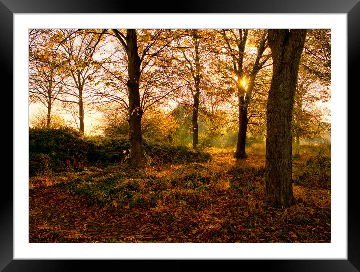 Autumns Golden Glow Framed Mounted Print by Peter Bolton