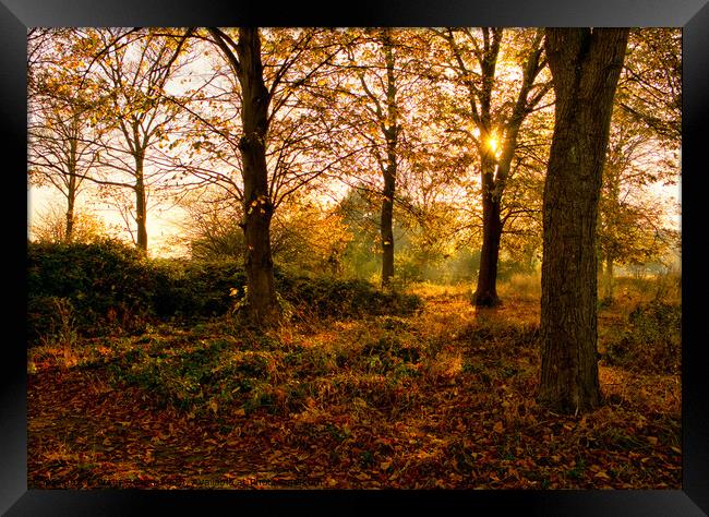Autumns Golden Glow Framed Print by Peter Bolton
