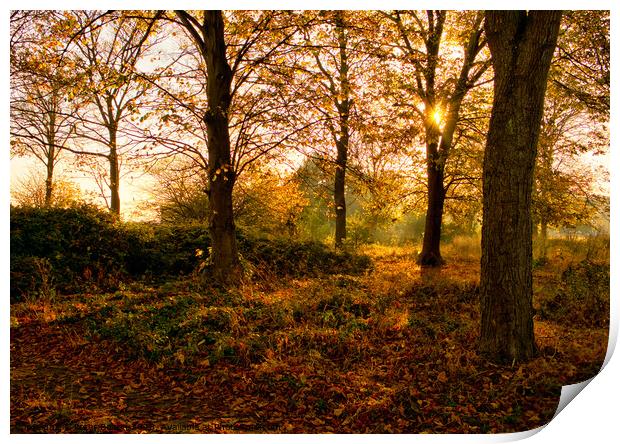 Autumns Golden Glow Print by Peter Bolton
