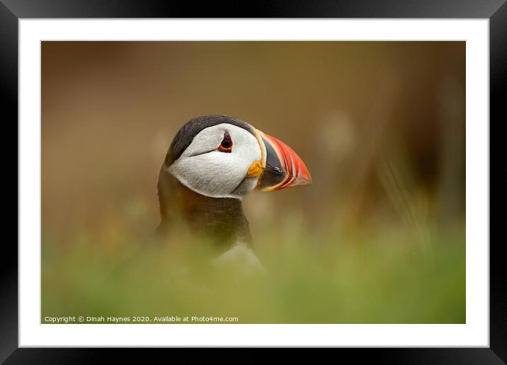 Puffin Portrait Framed Mounted Print by Dinah Haynes