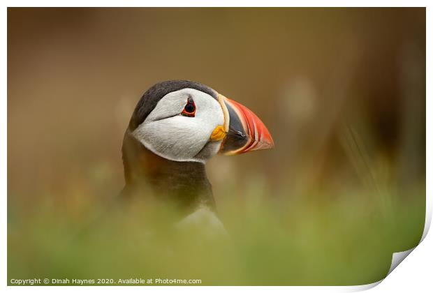 Puffin Portrait Print by Dinah Haynes