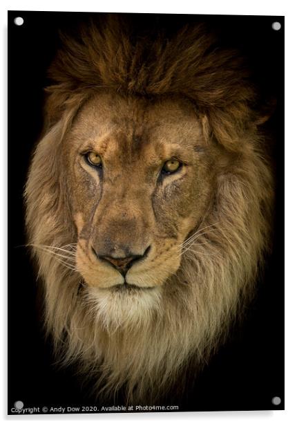 Portrait of an african lion Acrylic by Andy Dow