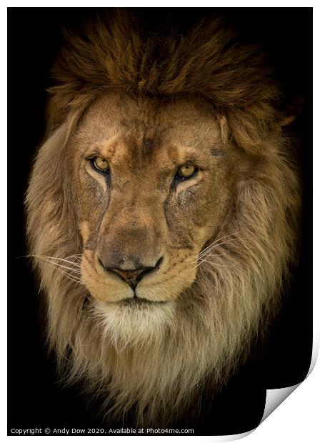 Portrait of an african lion Print by Andy Dow