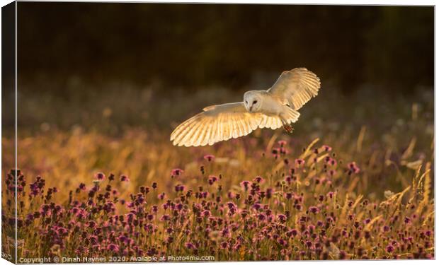 Barn Owl over Meadow Canvas Print by Dinah Haynes