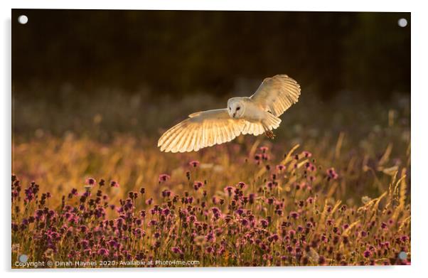 Barn Owl over Meadow Acrylic by Dinah Haynes