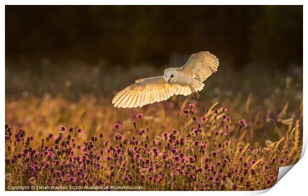 Barn Owl over Meadow Print by Dinah Haynes