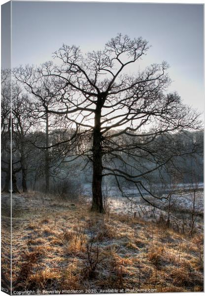 Frosty Morning Tree Canvas Print by Beverley Middleton