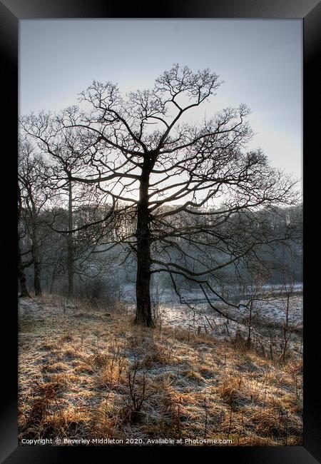 Frosty Morning Tree Framed Print by Beverley Middleton