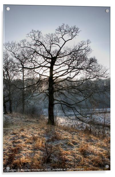 Frosty Morning Tree Acrylic by Beverley Middleton
